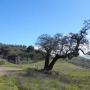 The Hanging Tree with Rotary Furnace in the background.