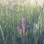 Purple owl's clover.