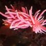 Hopkin's Rose Nudibranch, common in Southern California, is moving north with the warming currents. Photo by Rebecca Johnson.