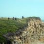 The PVHS posse on the cliffs above the beach at Wilder Ranch State Park. Carmen Hsu photo.