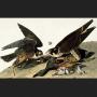 The peregrine's diet consists almost exclusively of other birds. Illustration by James Audubon.