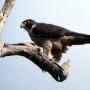 Once endangered, peregrine falcons now inhabit most of the world's continents. Photo by Aviceda/Creative Commons.