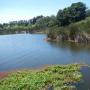 A veil of tule reeds have encircled Pinto Lake for hundreds of years.