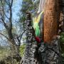 A psychedelic angel is nailed to the holy oak.