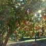 The Land Trust purchases easements on properties like the Pista Farmland apple orchard, which supplies fruit to Martinelli's, to limit sprawl while keeping working lands in production. Photo courtesy Land Trust.