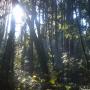 Looking up the hill at the junction of Lookout Trail and Pogonip Creek Loop. Hilltromper photo.