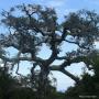 The entrance to Spring Trail is festooned with gorgeous coast live oaks. Photo credit: Gwyn Fisher.