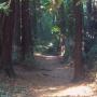 A cool, shady section of Pogonip Creek Trail, which leads through the park's bottomland. Hilltromper photo. 