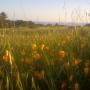 Poppy field at the top of Wilder Ridge Loop.