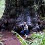 9. Redwoods live so long—and are treasured by humans for building—because they are extremely resistant to insects, fire and rot. (More below.) Photo by MD Vaden.