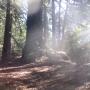 Middle Ridge Fire Road has it all—big redwoods, angel rays. Photo by Hilltromper.