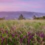 Star Creek Ranch is a 1,200-acre parcel in the middle of the picturesque Pajaro Hills east of Watsonville. It's been identified as a key source of clean water and wildlife habitat. Photo by Paul Zaretsky.