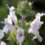 Salvia mellifera (black sage), is beautiful year-round, and brings butterflies into your garden. Photo by Curtis Clark, CC SA-2.5