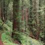 The  San Vicente Redwoods (formerly Cemex Redwoods)—the biggest piece of unprotected redwood forest in the Santa Cruz Mountains until its purchase in 2011. Photo courtesy Land Trust.