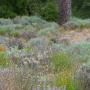 Sandhills Parkland is characterized by sparse Ponderosa pine and many spring wildflowers such as silver bush lupine. Photo by Peigi McCann.