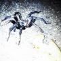 While at Pogonip, look out not to run over a wolf spider!