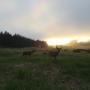 Deer munching grass along Pogonip trail.