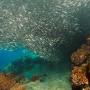 A beautiful display of schooling behavior in sardines.  Klaus Steifel photo CC BY-SA 2.0