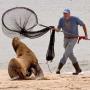 Ross rescuing an injured sea lion at Cowells Beach. 