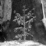 4. While there are 2,000-year-old redwoods in our neighborhood, most of the redwoods we see are much, much younger. (More below.) Photo courtesy Sempervirens Fund.