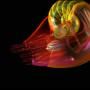 In addition to stunning underwater footage, The Shape of Life employs animation to tell the story of the animal kingdom (including the remarkable tale of the  'jet-propelled' nautilus).