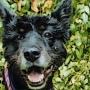 Shelby, border collie and chow. Photo courtesy Robert Sward.