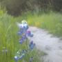 Sky lupine on Twin Oaks Trail, a welcome sign of spring.