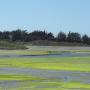The Pick-n-Pull, visible through the trees at left, recycles automobiles. Runoff from the facility flows into the Slough, a cause of concern for the Ecological Rights Foundation. Hannah Moore photo. 