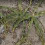 The wavy leaves of the soap plant as seen on the beach near Younger Lagoon. Photo by oliveoligarchy on Flickr.