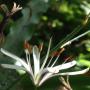 This shows a newly opened soap plant; its anthers are changing color from crimson to golden. To the left is a wilted bloom that opened the day before. Photo by Morgan Dill.