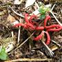 The Stinkhorn Octopus Mushroom, an alien-looking tropical fungus that you'll find at Bamboo Giant. Bamboo Giant photo.
