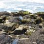 Tidepools at the edge of the intertidal zone are very active with marine life. 