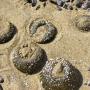 Sea anemones can draw in their tentacles and close when the tide leaves them exposed to the sun. 