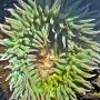 A giant green sea anemone shows off its vibrant colors. 