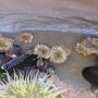 These itty bitty anemones were found clinging to the side of a hole. 