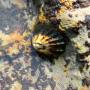 Limpets, a type of sea snail, are often mistaken for empty sea shells in the pools. 