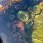 A sea star gets cozy next to some sea anemones in an intertidal pool. 