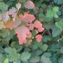 The color turns to pink in late summer. Sometimes poison oak looks matte rather than glossy, as in this image. Photo by Joe Decruyenaere/Creative Commons. 