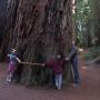 3. Your local coast redwood tree can grow to 300 feet or more—the tallest tree on Earth. (More below.) Photo by Margie Ryan.
