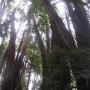 The Twisted Grove has a touch of the Mystery Spot to it. Hilltromper photo.