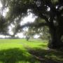 More coast live oak madness, this time up on Vernal Ridge Trail. Hilltromper photo.