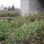 Wild vetch and mustard growing in the riparian zone beneath the bridge. Hilltromper photo.
