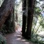 The lower half of the Skyline-to-the-Sea Trail—basically a fire road between Waddell Beach and Berry Creek Falls — follows West Waddell Creek. Hilltromper photo.