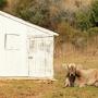 One of the residents of Wilder Ranch takes a load off. Photo credit: Carlie Statsky.