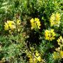 Radiant yellow lupine found along the trail.
