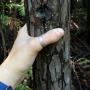 The trees' trunks are very slender.