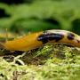 An "overripe" banana slug. Photo by Ben Stanfield/Creative Commons.