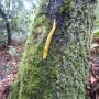 Banana slug, denizen of the redwood forest. Hilltromper photo.