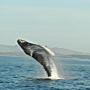 Juvenile humpback whale breaching. Photo by Hanae Armitage.