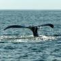 Whale tail! Photo by Hanae Armitage.